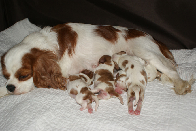 DANA et ses bébés